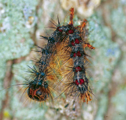 Gypsy moth larvae killed by NPV hang in an upside-down V